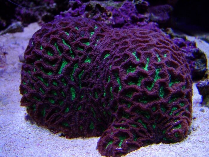 Image of a brain coral