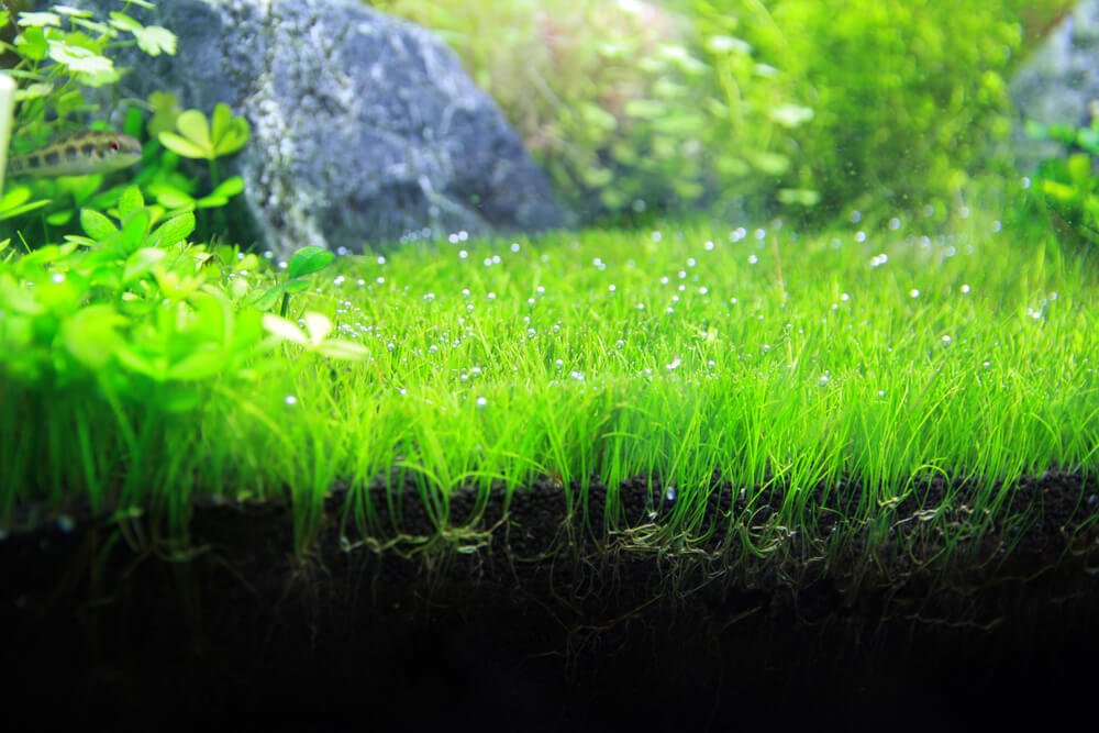 Image of Dwarf Hairgrass with CO2