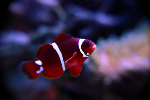 Image of a Maroon Clownfish