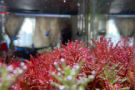 Image of Rotala Blood Red