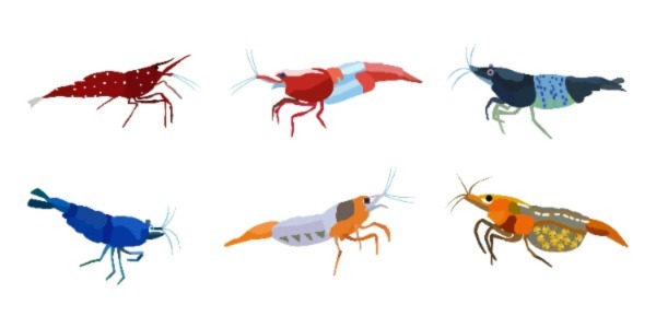Image of different aquarium shrimp color morphs
