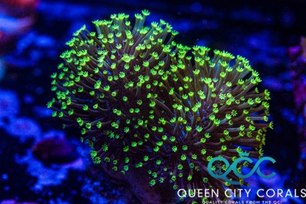 Image of an ORA Neon Green Toadstool Coral