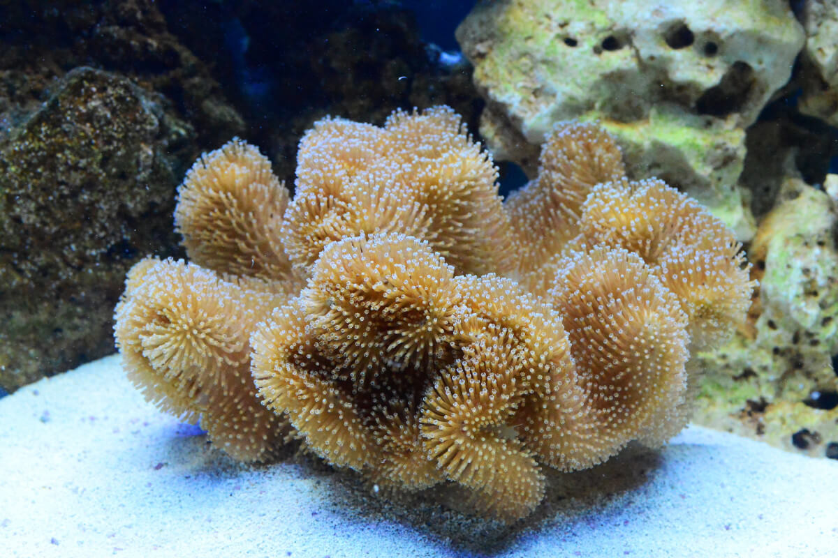 Image of a Toadstool Mushroom Coral