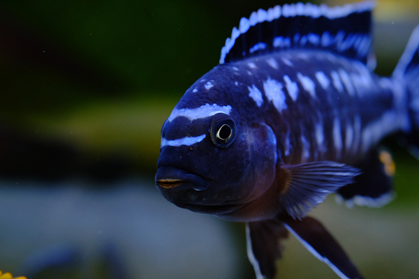 mbuna cichlids