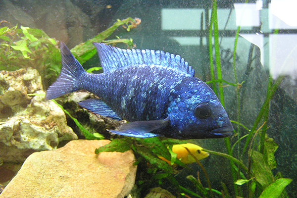 Image of a Star Sapphire Haplochromis