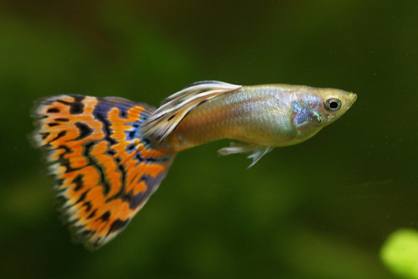 Image of a guppy fish