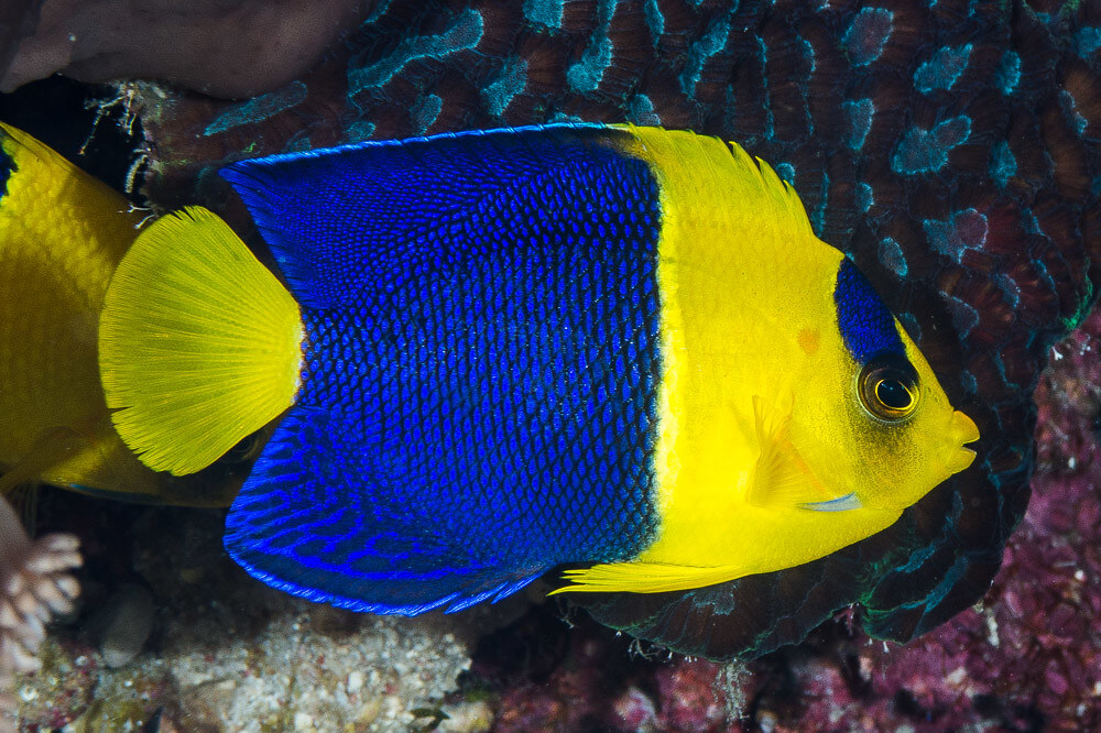 Image of a Bicolor Angelfish