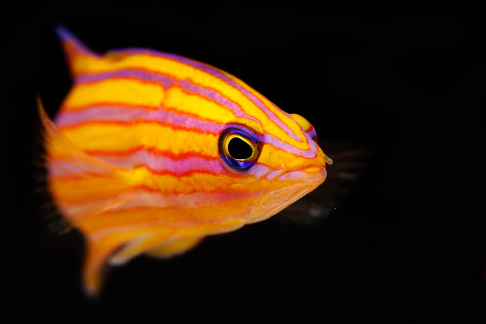 Image of a Deepwater Candy Basslet