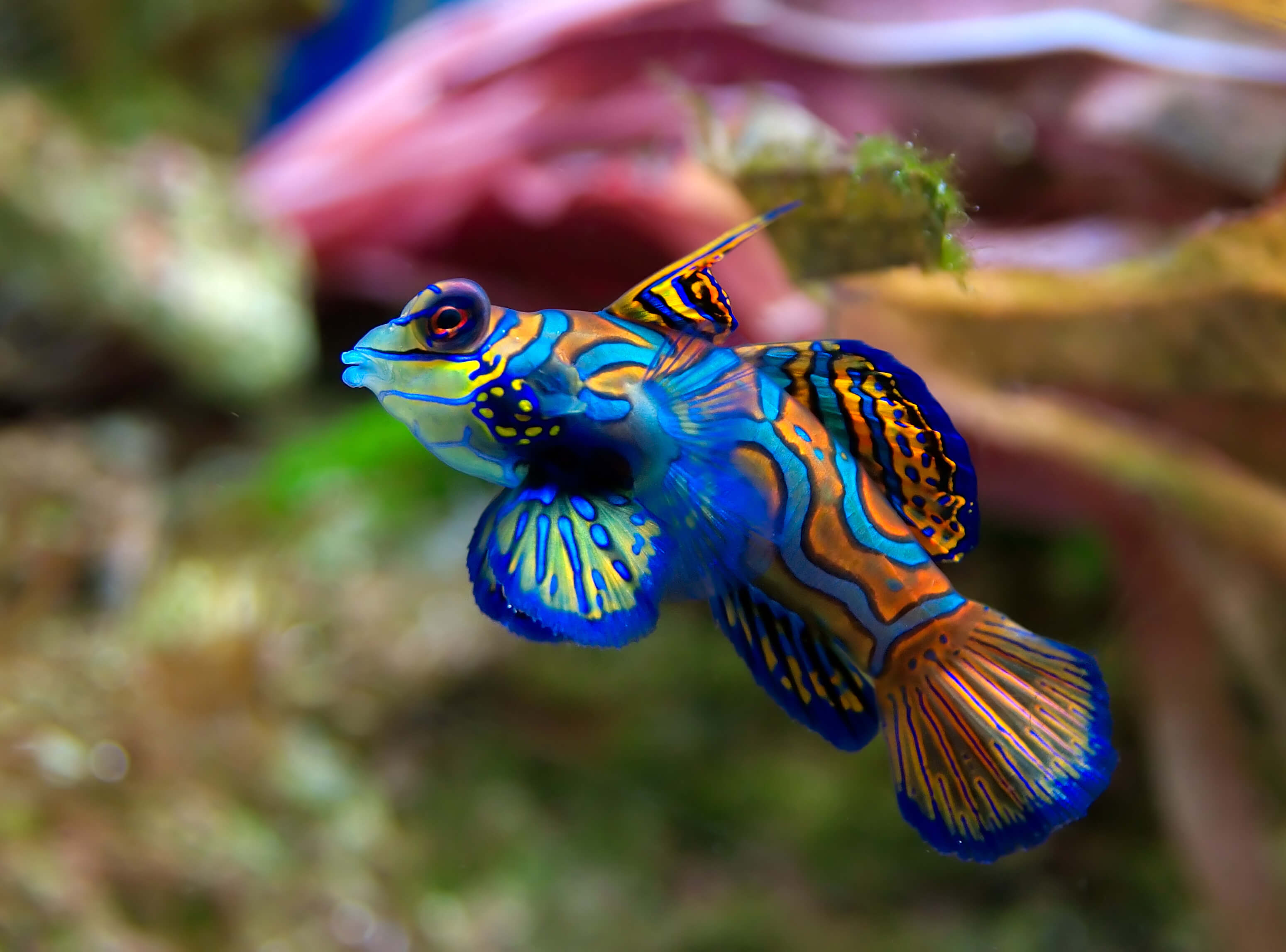 Cool Saltwater Fish Cool Saltwater Fish