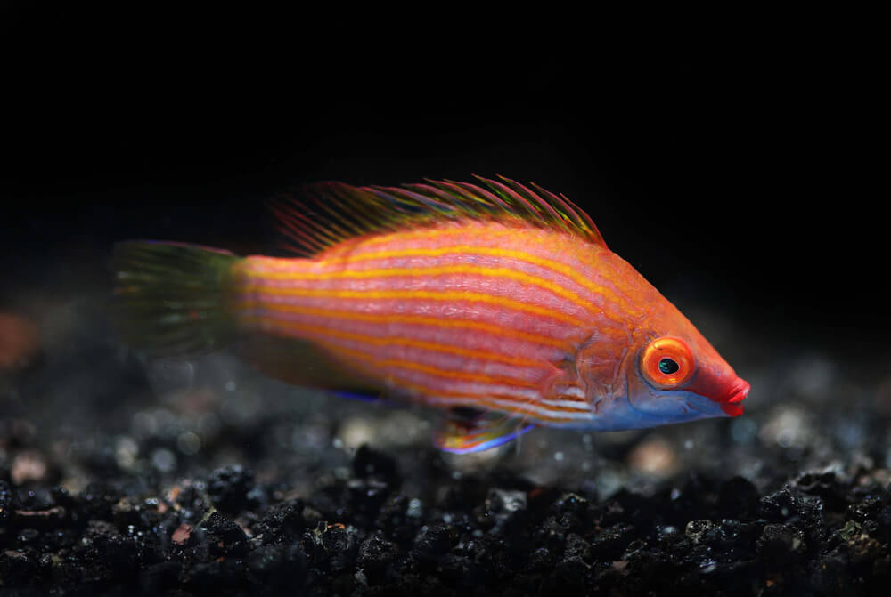 Image of a Pink Streaked Wrasse