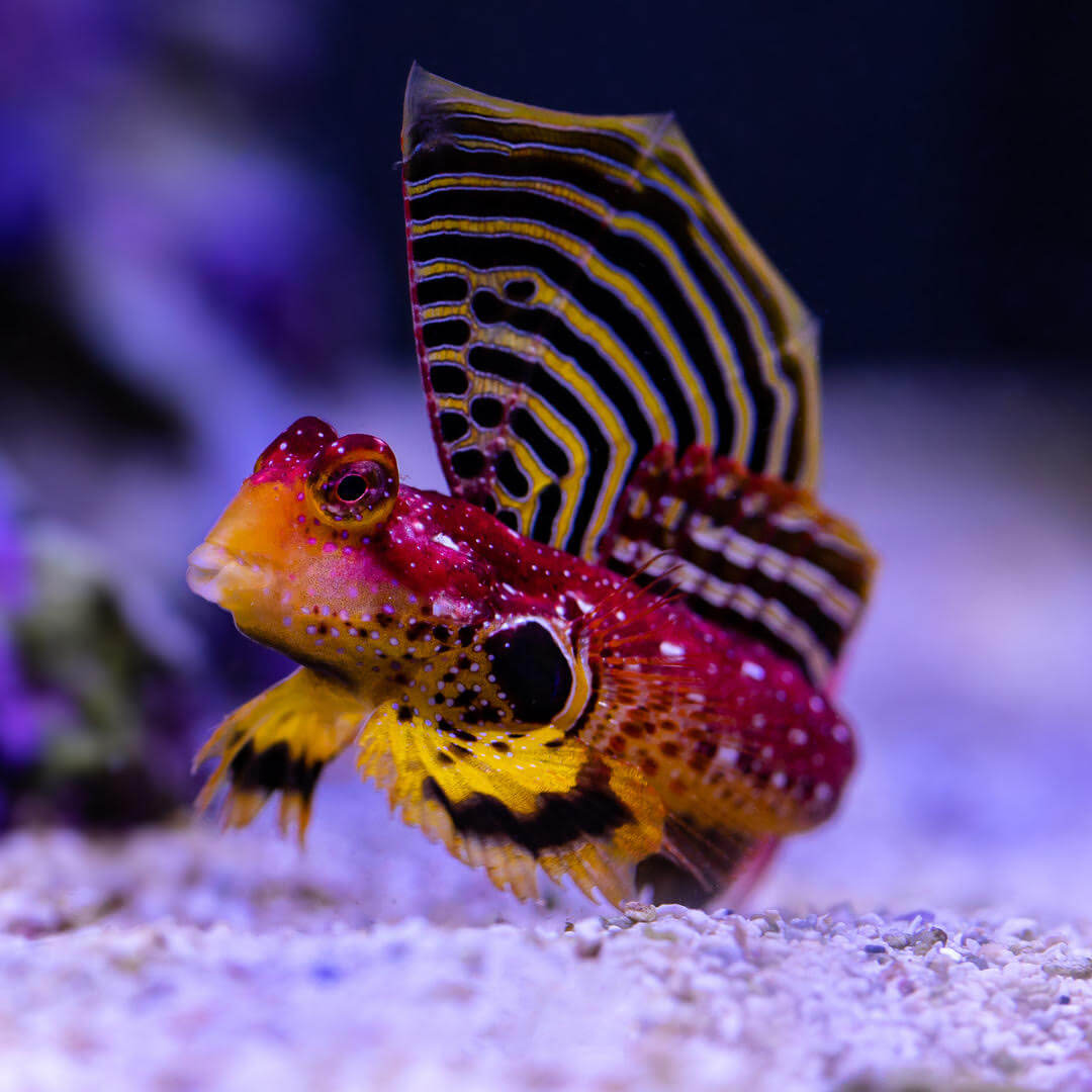 Best Saltwater Fish For A 55 Gallon Tank Best Saltwater Fish For A 55 Gallon Tank
