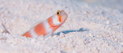 Image of an Aurora Goby
