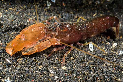 Image of a Pistol Shrimp