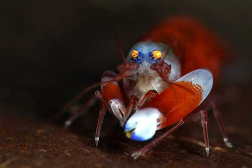 Image of a Japanese Pistol Shrimp