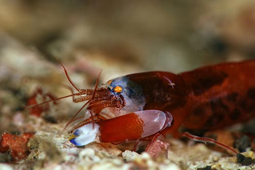 Image of Pink Skunk Anemonefish