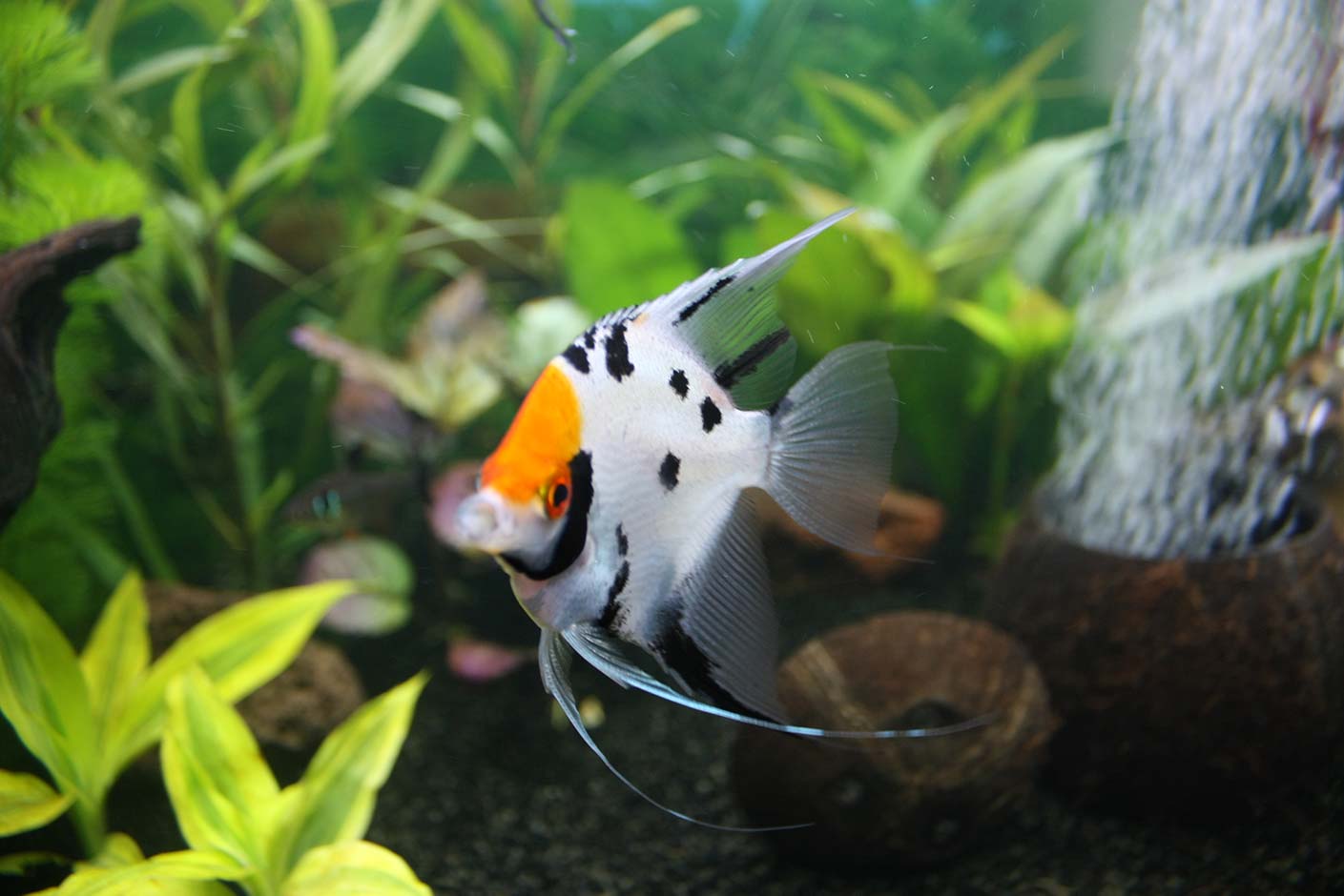 Image of a Koi Angelfish