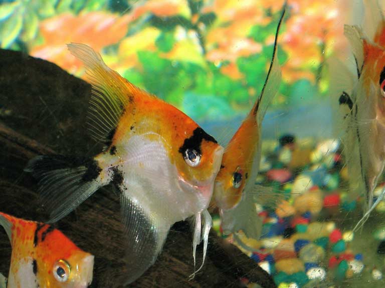 Image of a Koi Angelfish