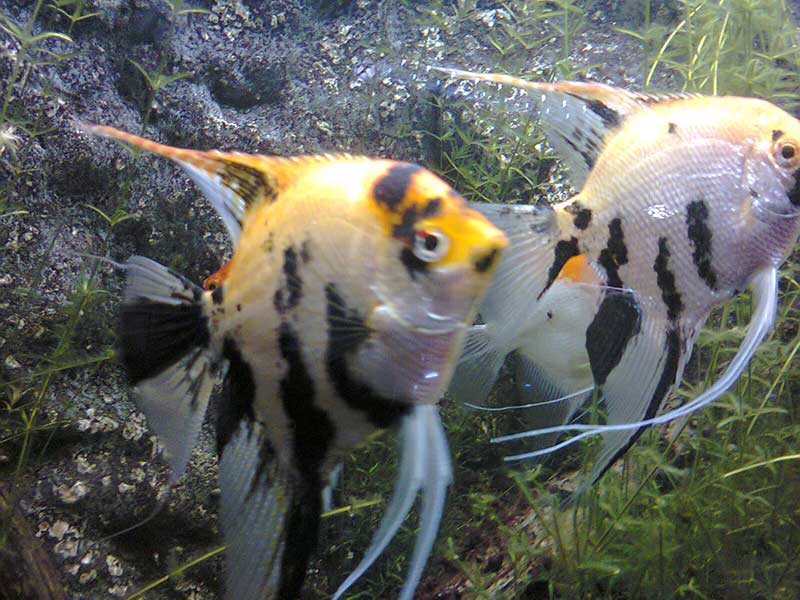 Image of a Koi Angelfish