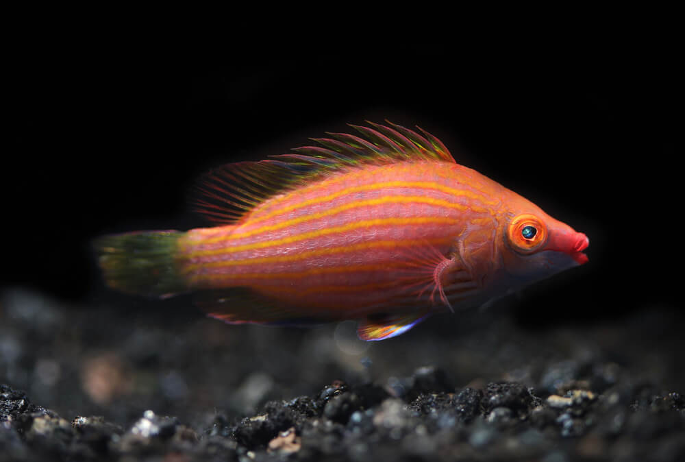 Image of a Pink Streaked Wrasse