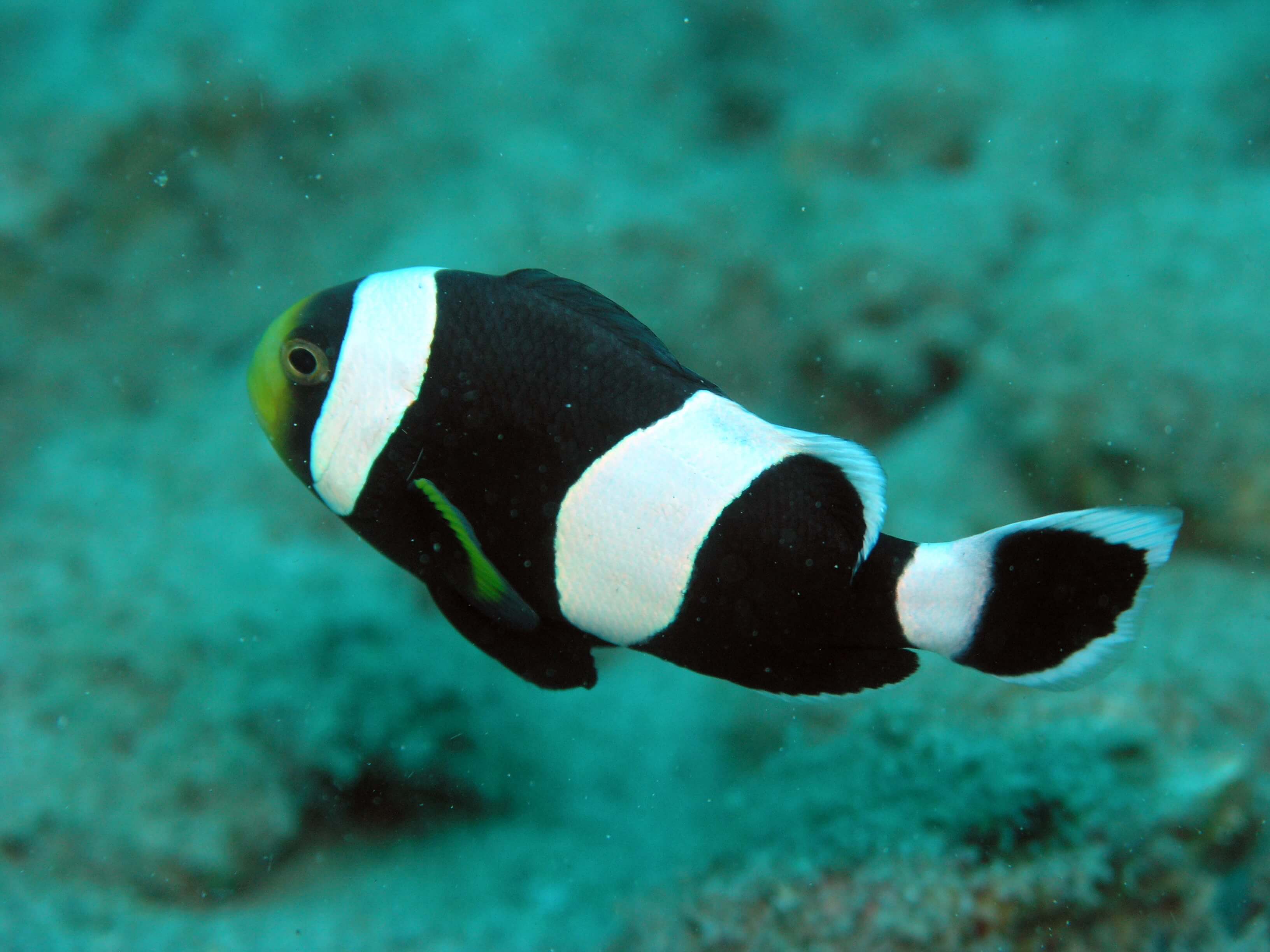 Image of a Saddleback Clownfish