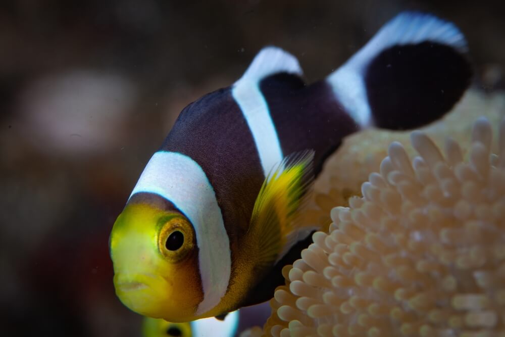 Image of a Saddleback Clownfish