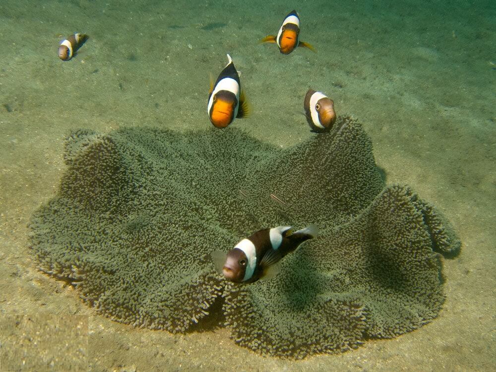 Image of a Saddleback Clownfish