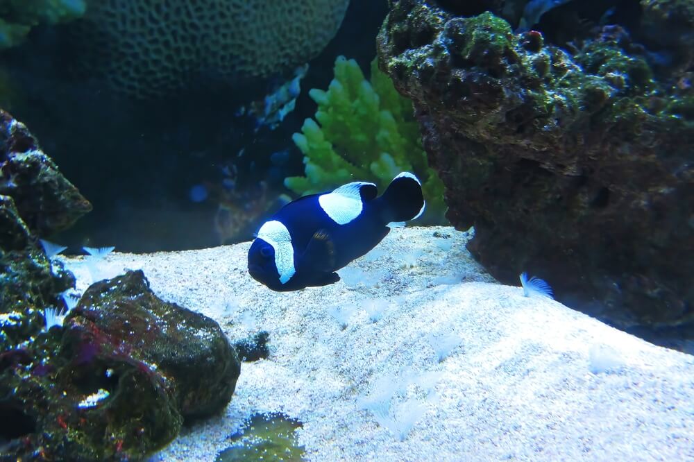 Image of a Saddleback Clownfish