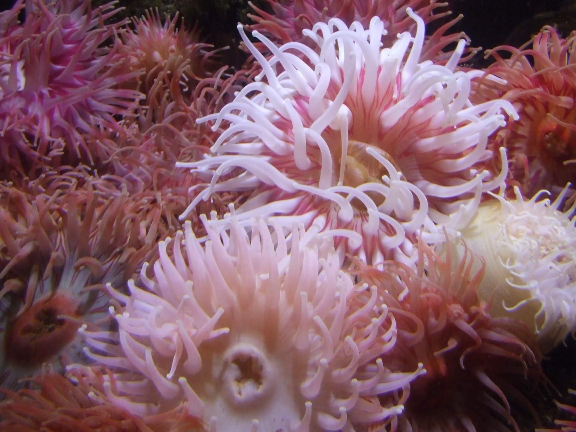 Image of a group of recently split anemones