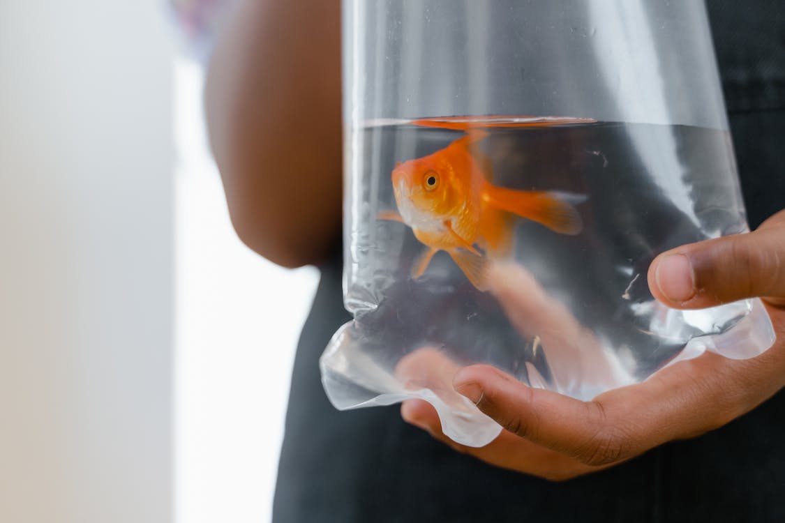 Image of Goldfish in a bag for transportation