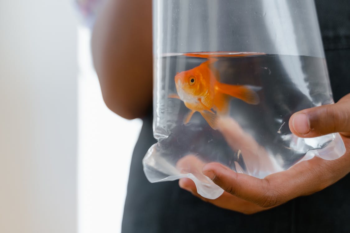 6 Best Places to Sell Aquarium Fish Online