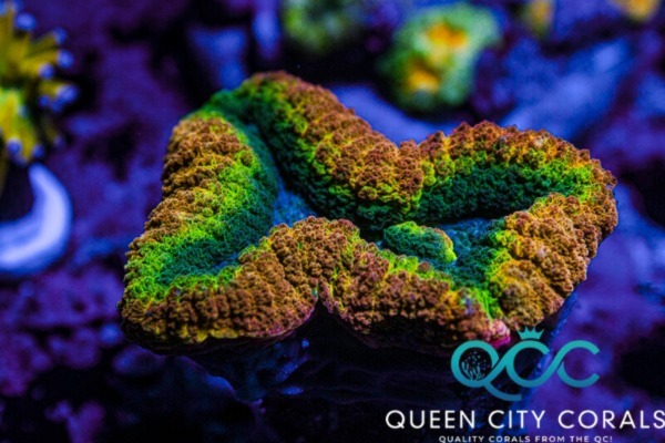 Brain Coral 101: Care, Types and Appearance, Fragging & More