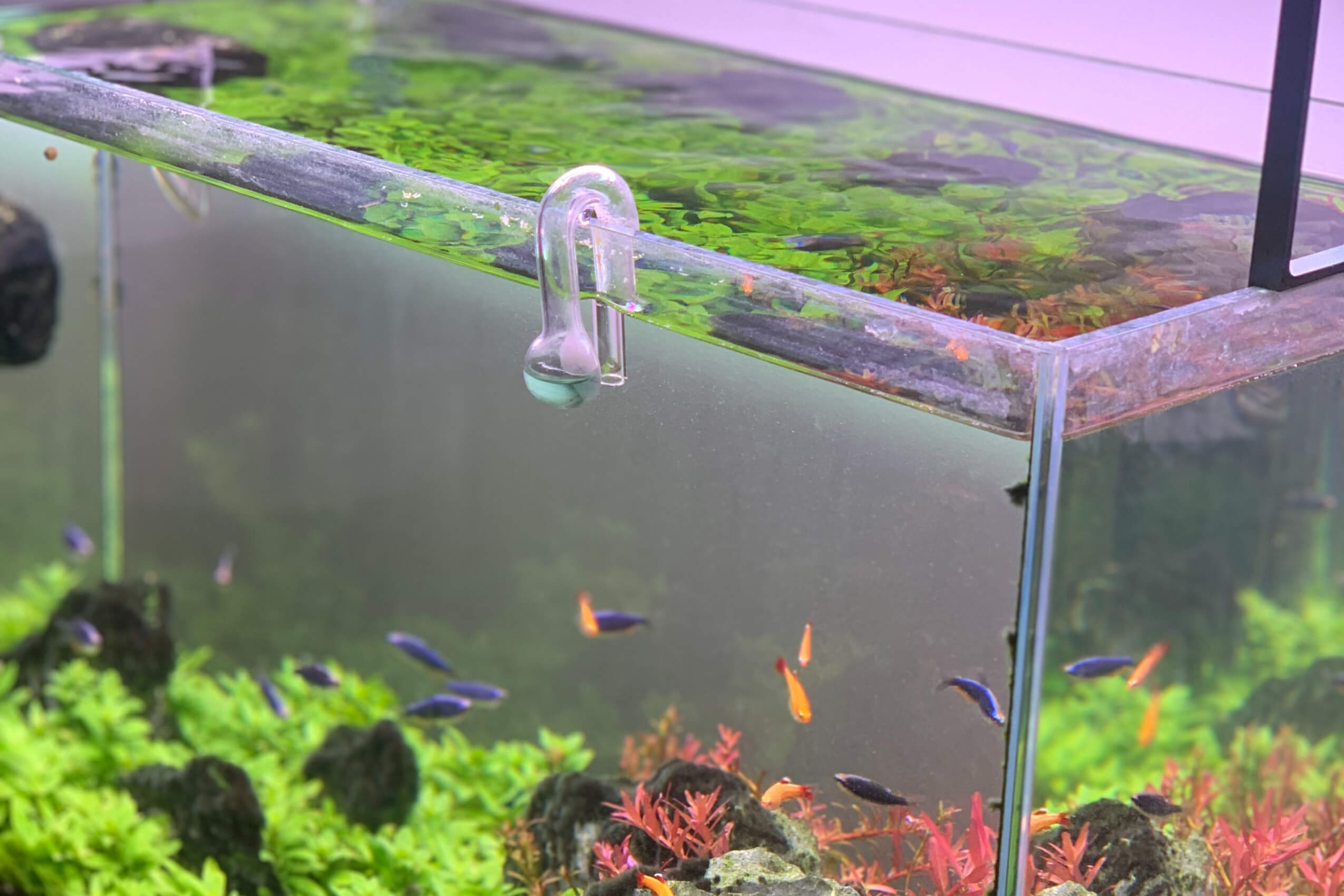 FZONE Aquatic CO2 Glass Drop Checker PH Momitor for Aquarium Plant Fish  Tank Test CO2 Kit