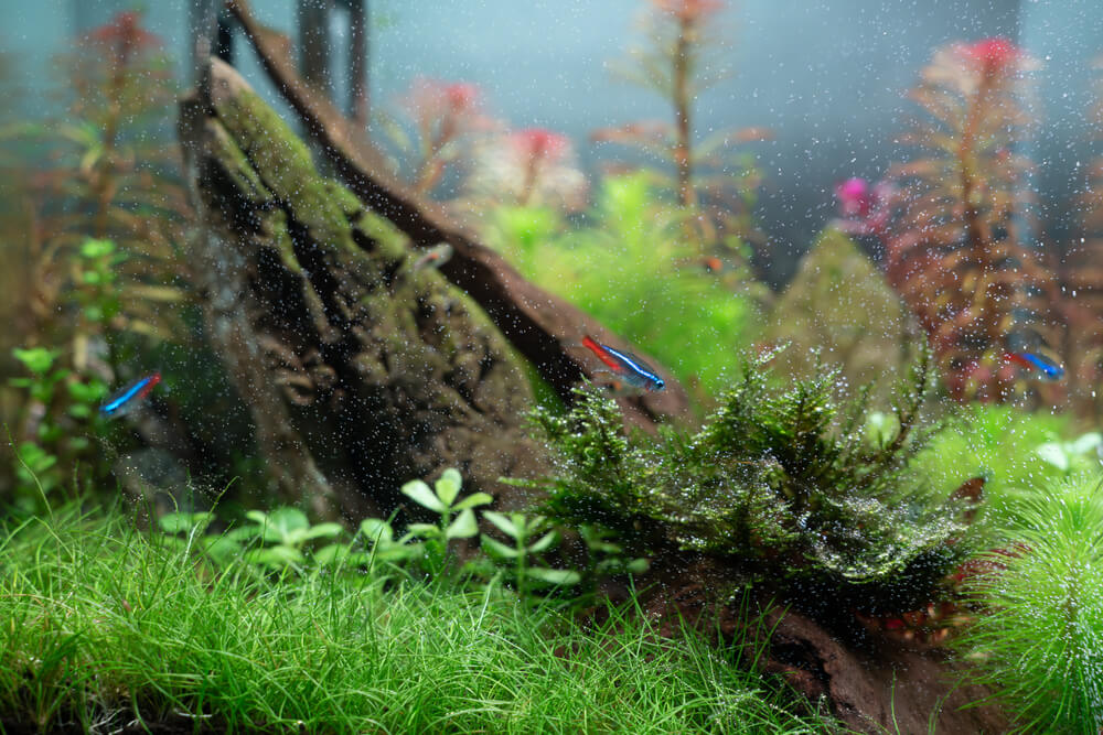 Mini hair grass store aquarium