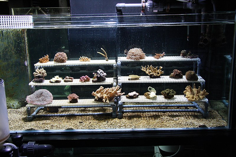 10 Frag Racks That Look Great In Any Tank