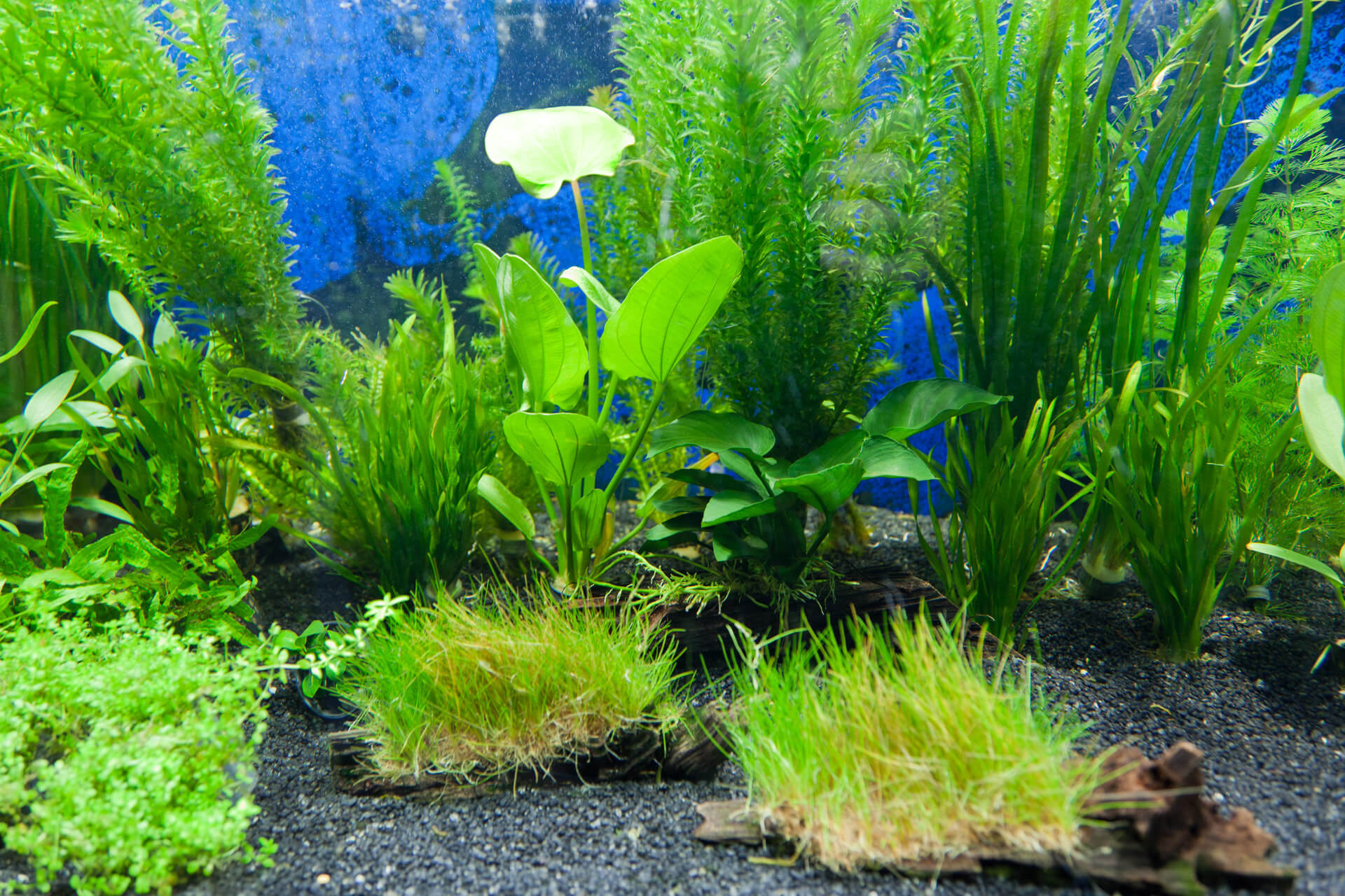 Image of Aquarium Plants