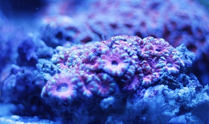 Image of a Pink Acan Coral
