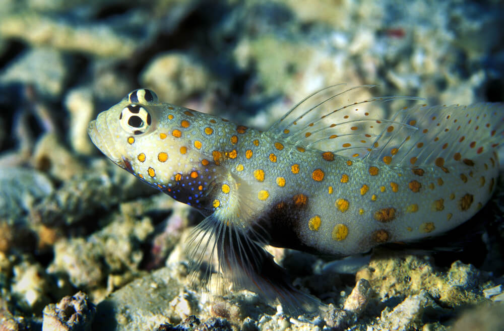 Image of an Orange Spotted Goby