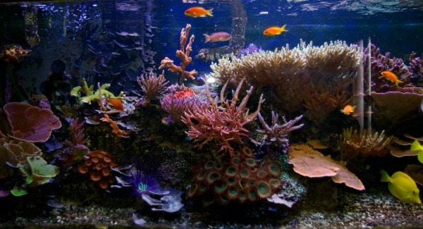 Image of a reef tank