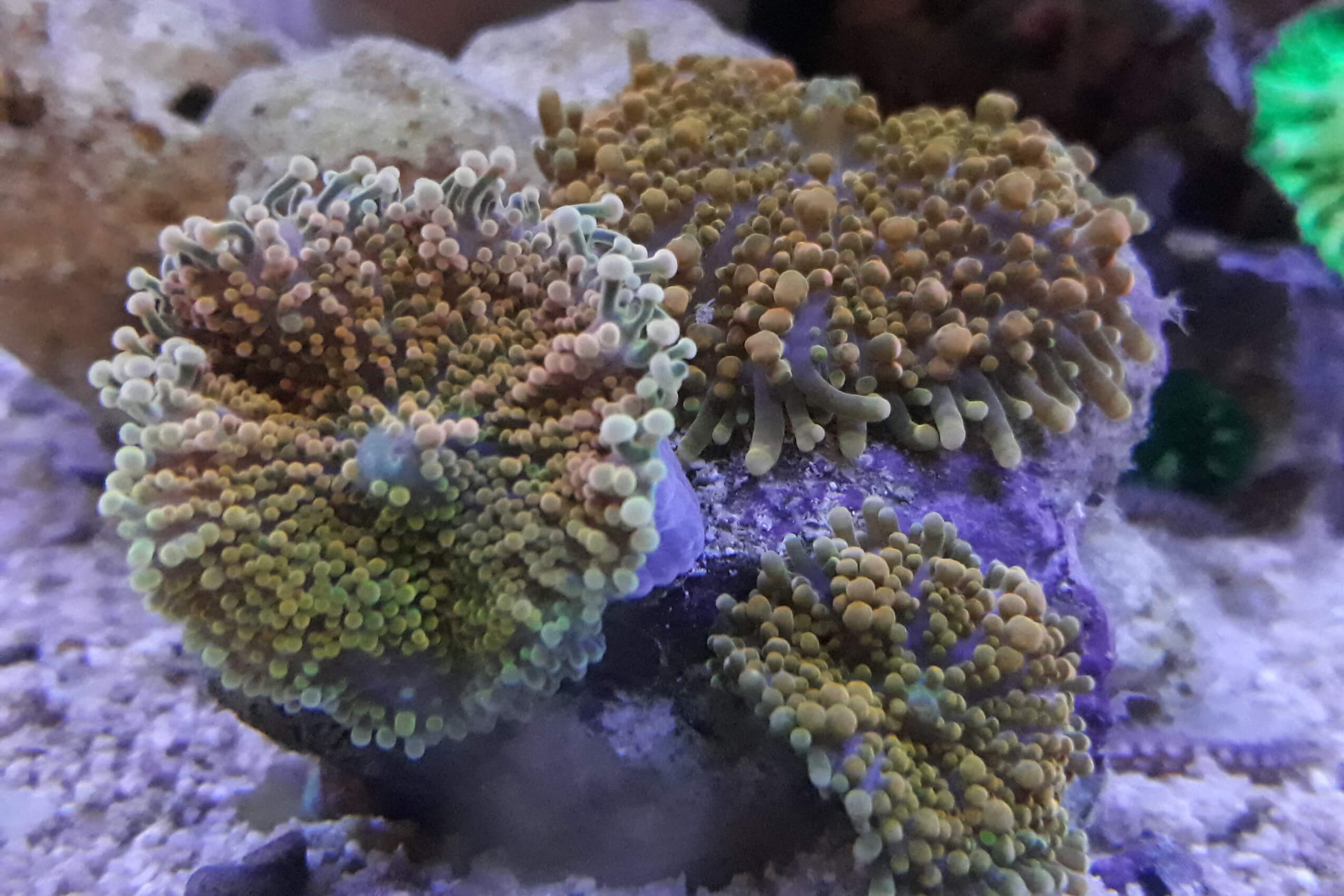 Image of a damaged Coral