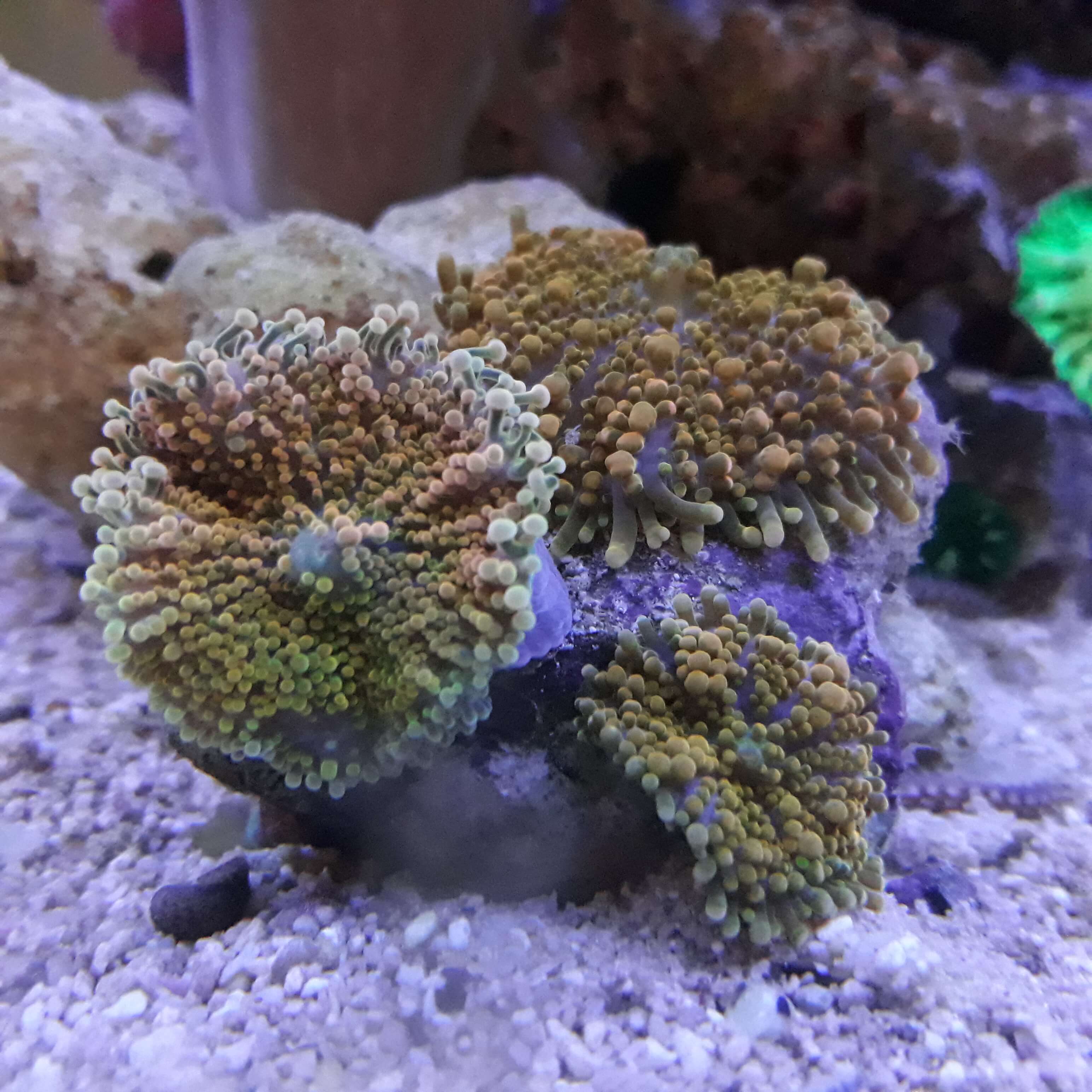 Image of Damaged Coral