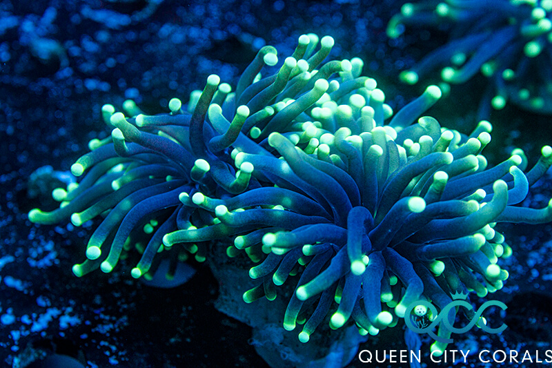 Image of a neon green tip coral