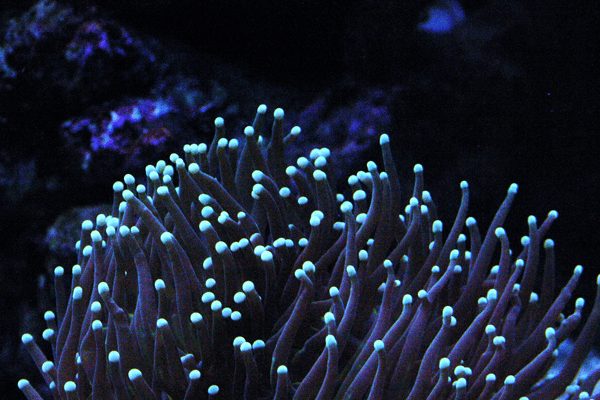 Image of a torch coral