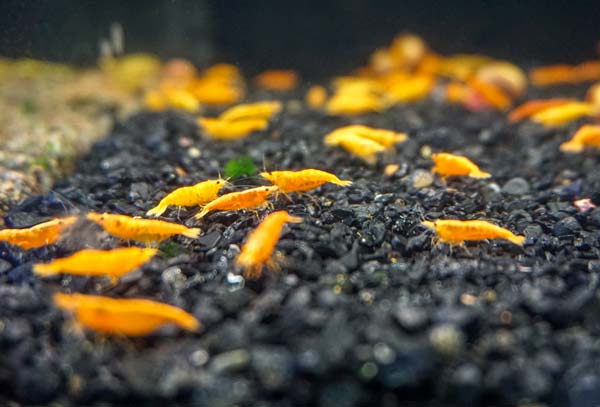 Image of a group of Orange Pumpkin Shrimp