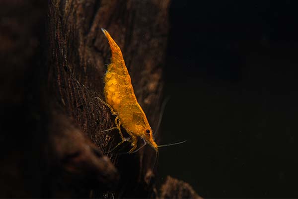 Image of a pregnant Orange Pumpkin Shrimp