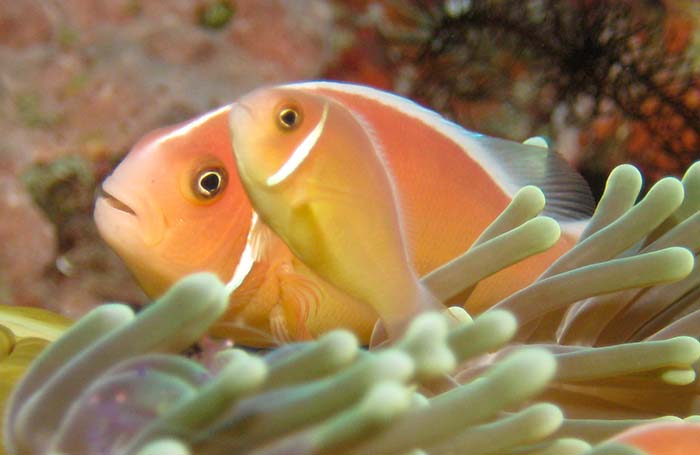 Image of a Pink Skunk Anemonefish