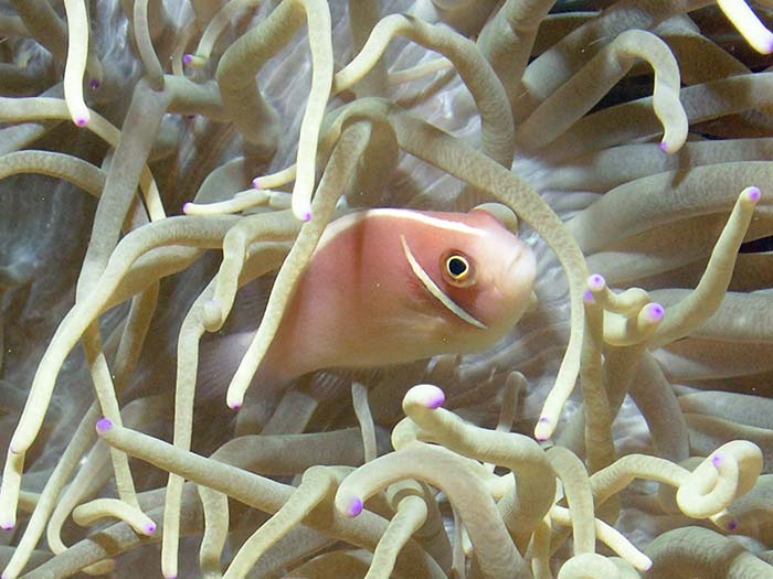 Image of Pink Skunk Anemonefish