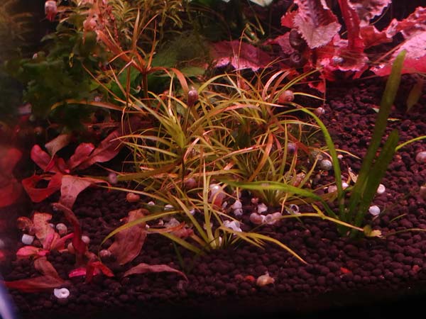 15 Easy to Grow Red Aquarium Plants