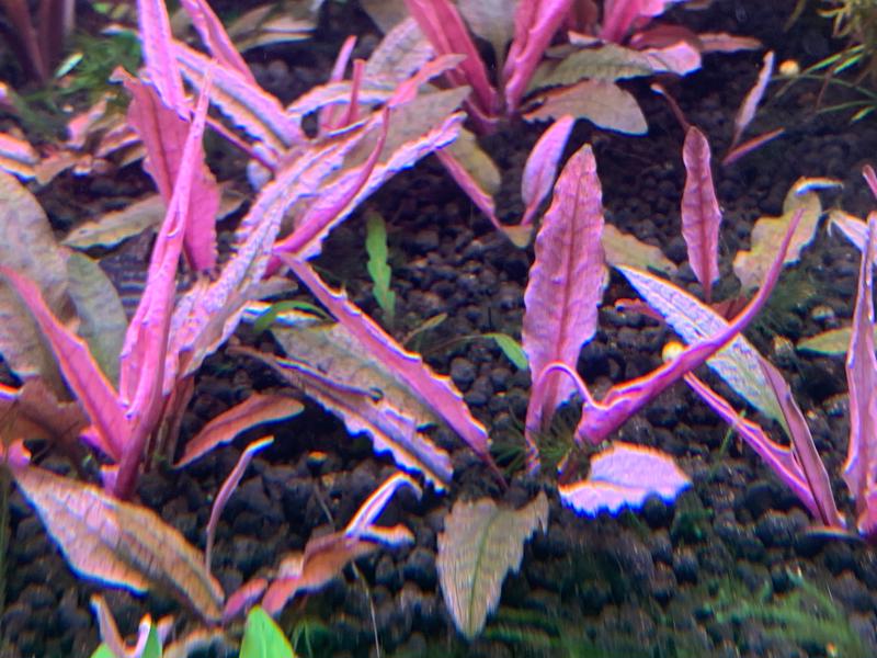 Image of Cryptocoryne Pink Panther