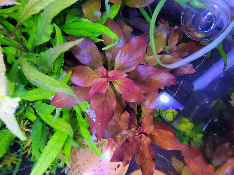 Image of Ludwigia Repens Super Red Mini