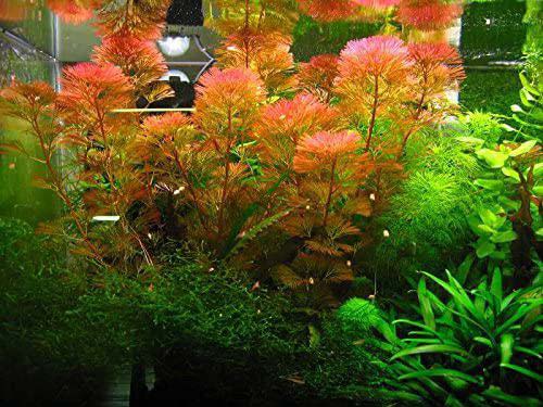 Red store aquarium plants